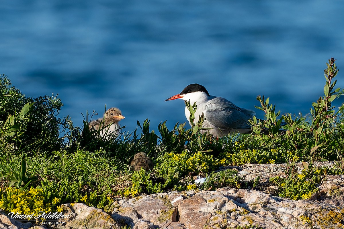 Common Tern - ML620441490