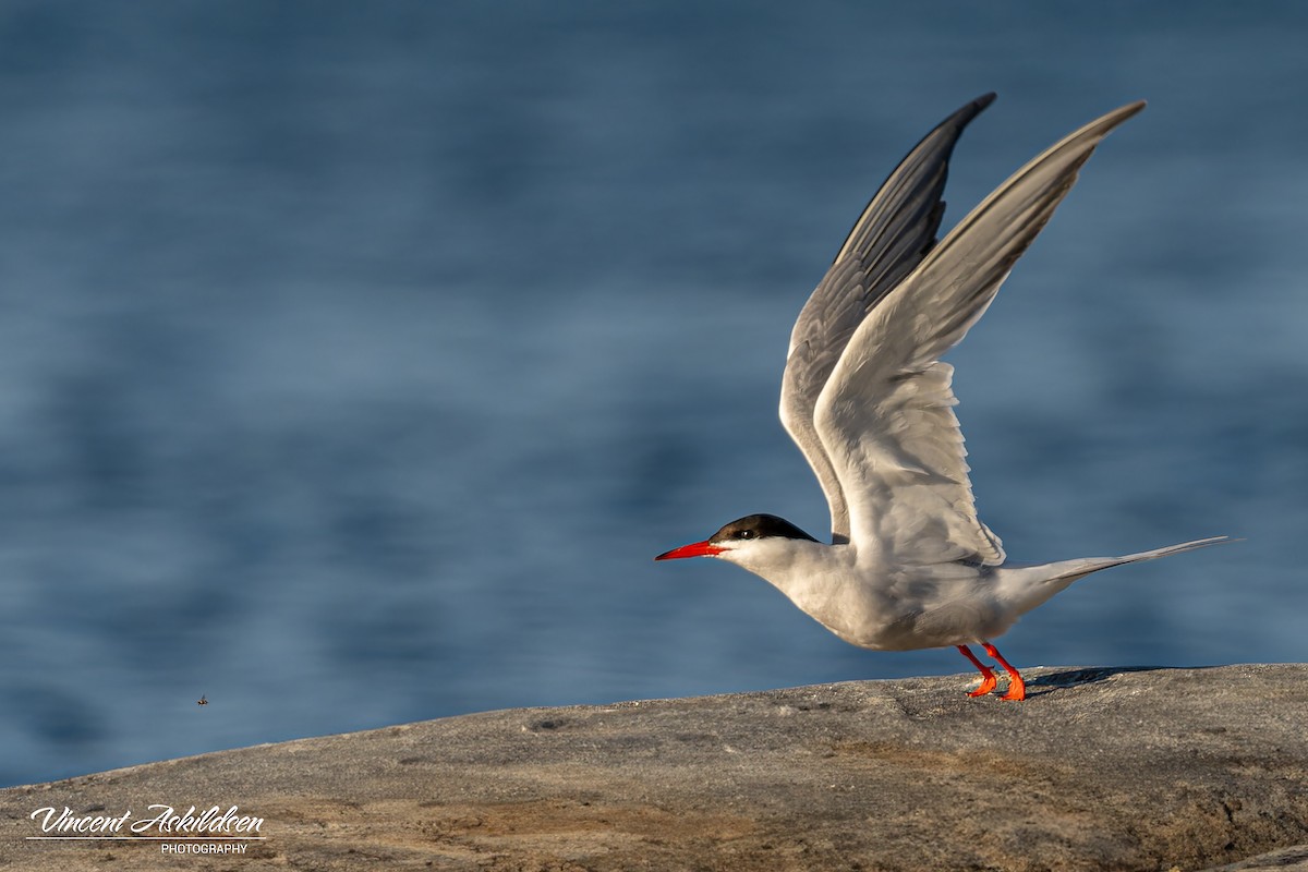 Common Tern - ML620441491