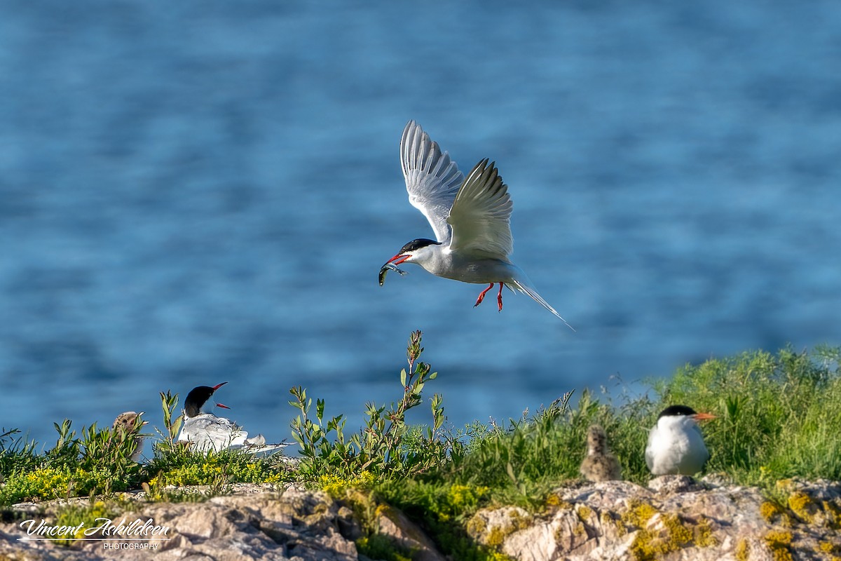 Common Tern - ML620441493