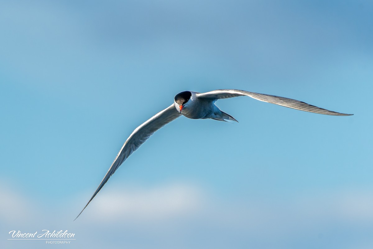 Common Tern - ML620441494