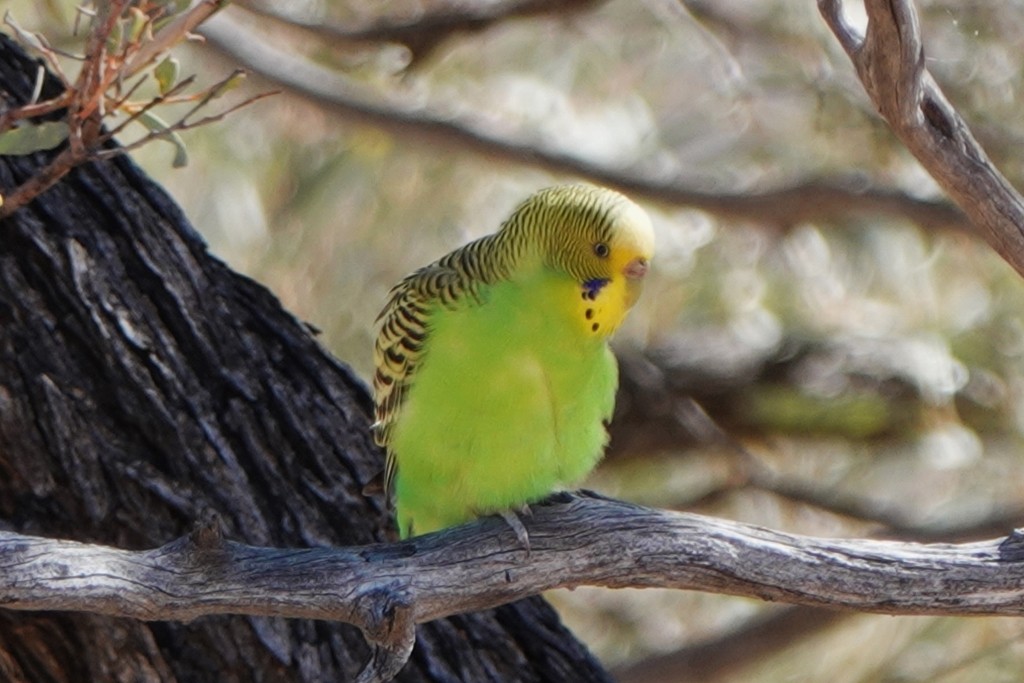 Budgerigar - ML620441495