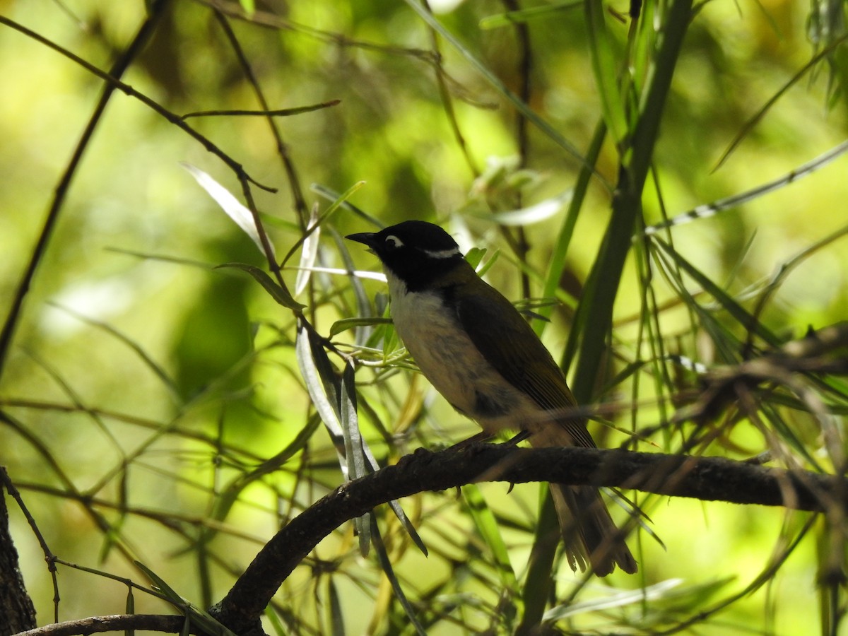 Gilbert's Honeyeater - ML620441498