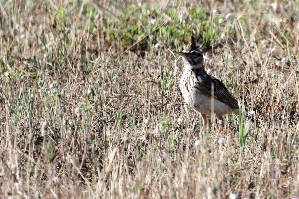 Crested Lark - ML620441501