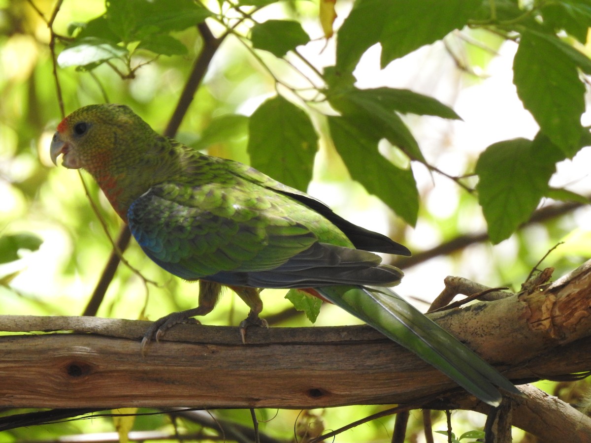 Western Rosella - ML620441503