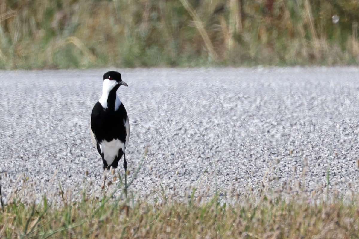 Spur-winged Lapwing - ML620441505