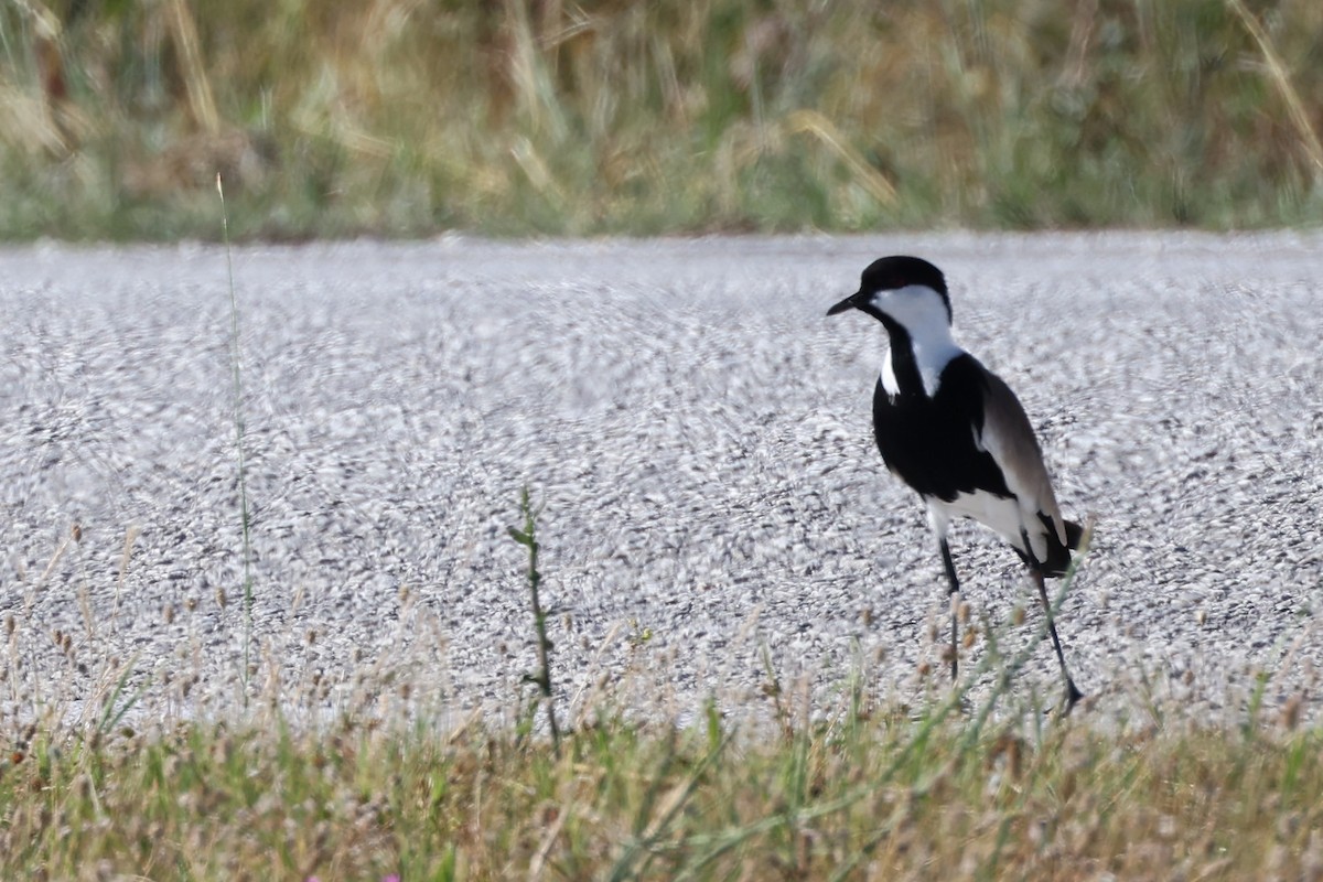 Spur-winged Lapwing - ML620441506