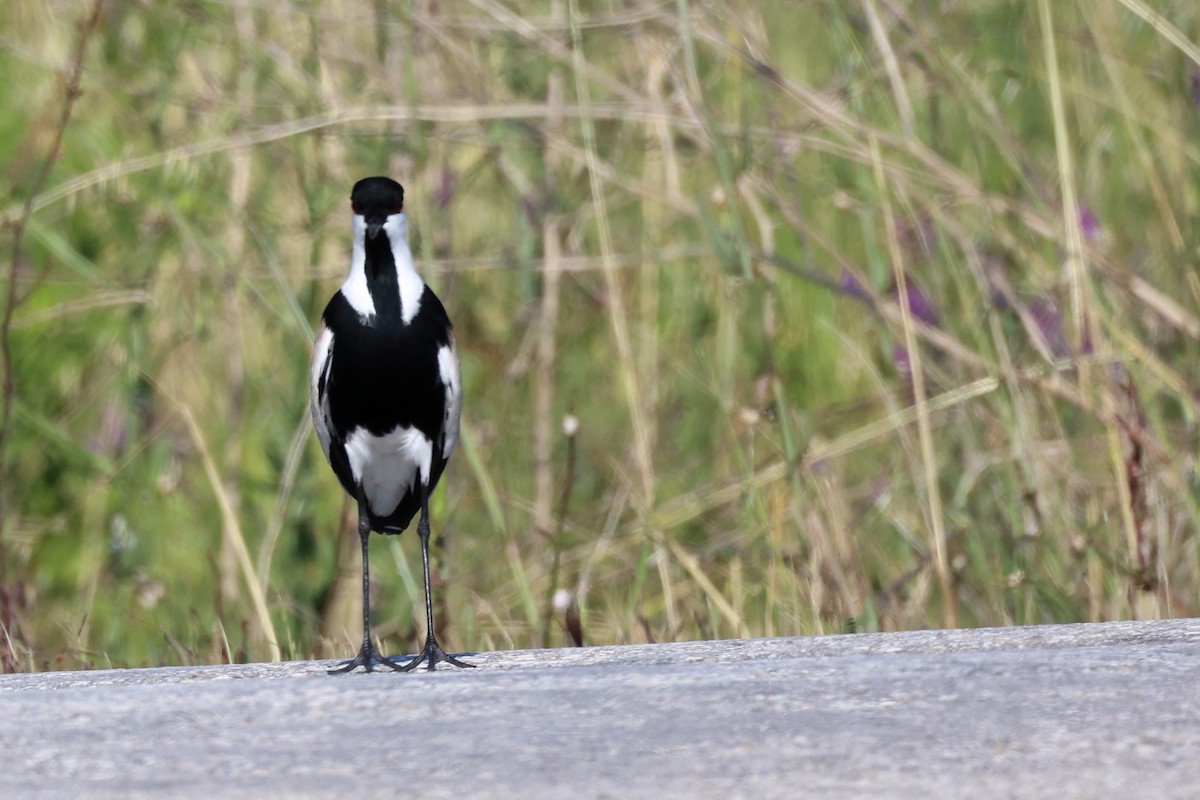 Spur-winged Lapwing - ML620441508