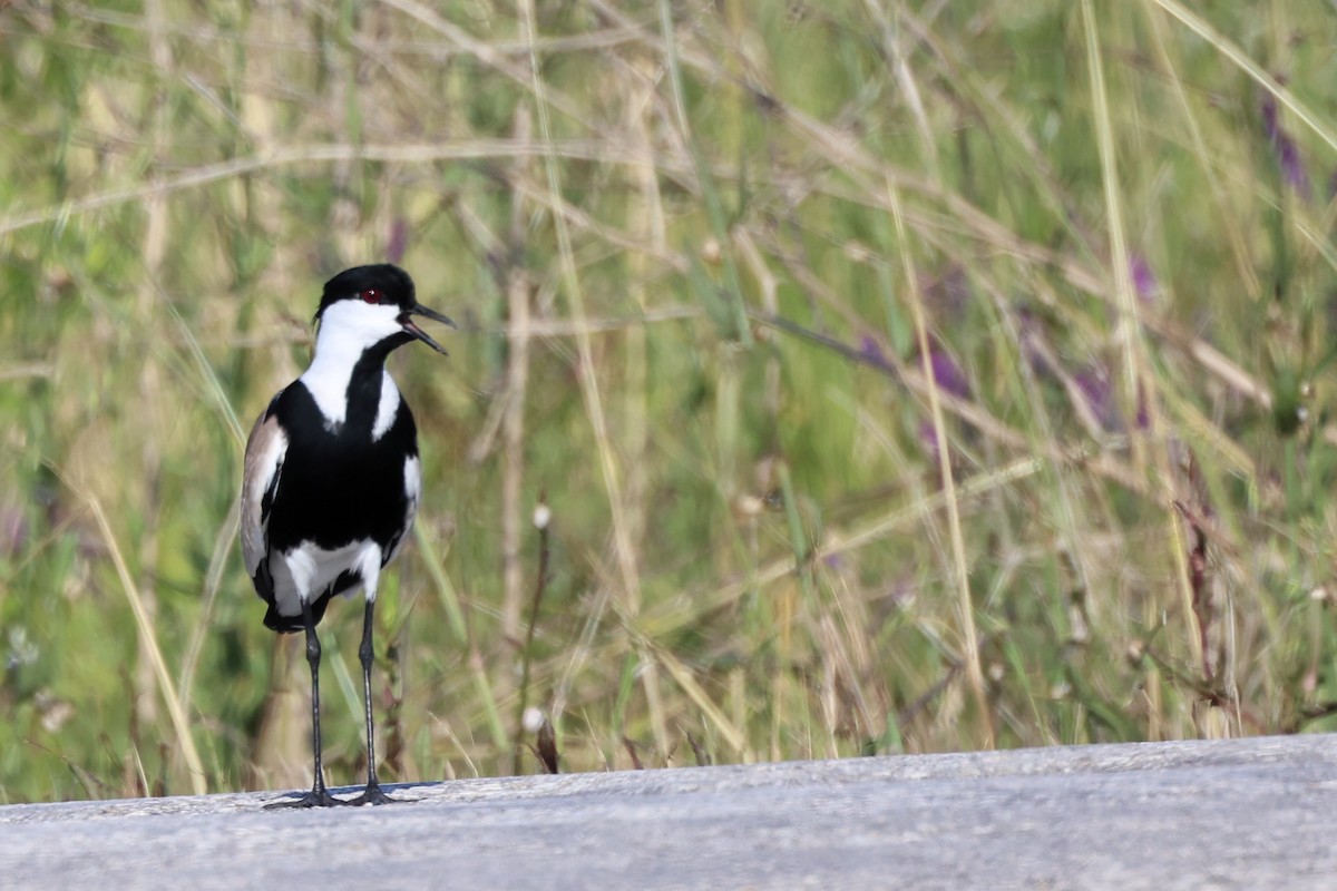 Spur-winged Lapwing - Anonymous