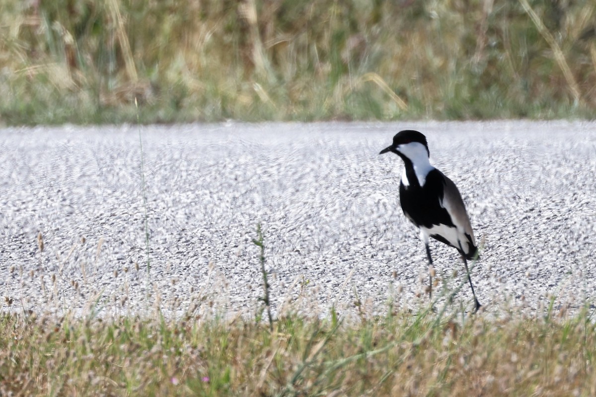 Spur-winged Lapwing - ML620441510