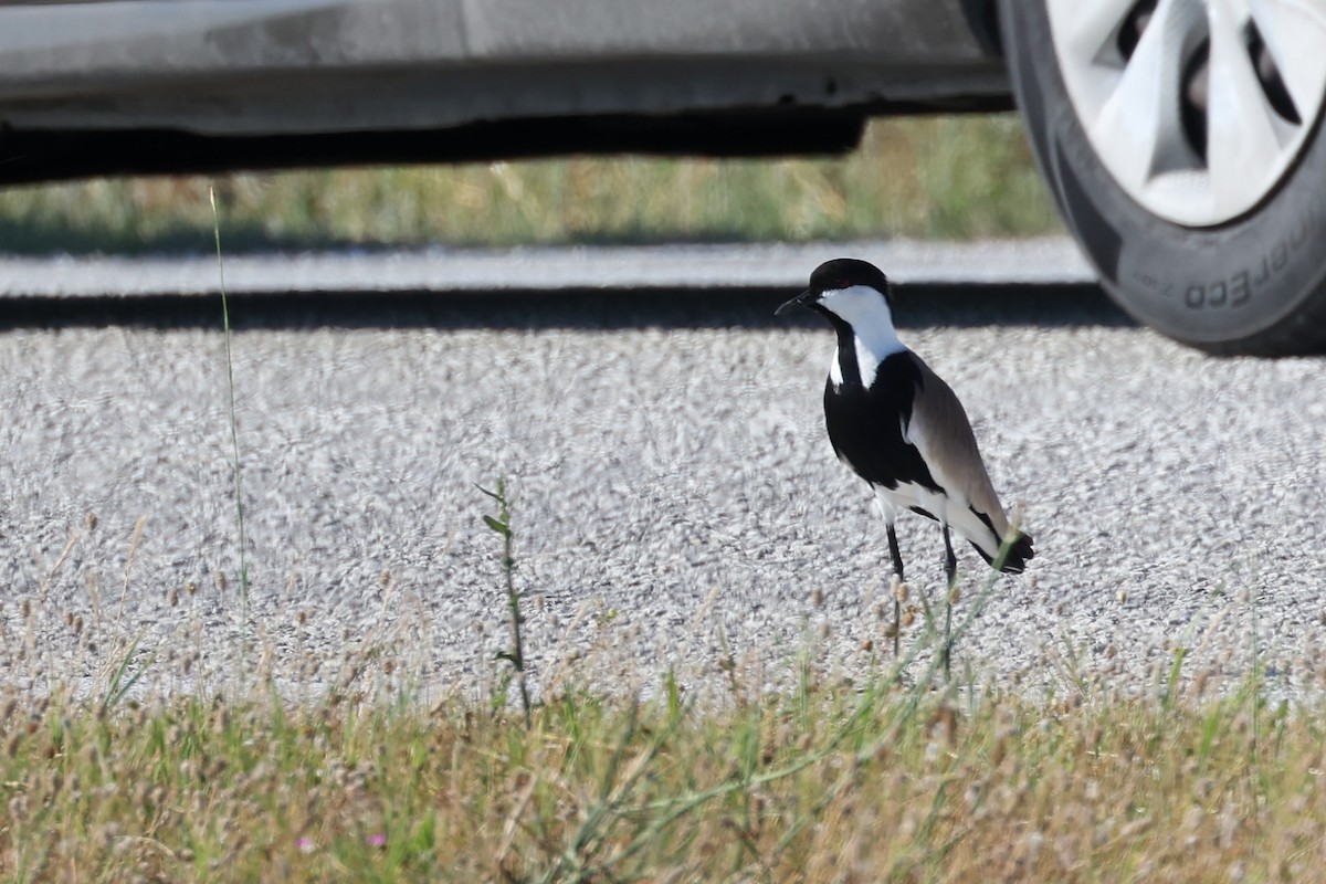 Spur-winged Lapwing - ML620441511