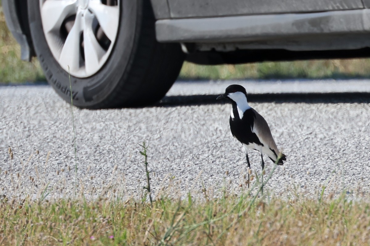 Spur-winged Lapwing - ML620441512