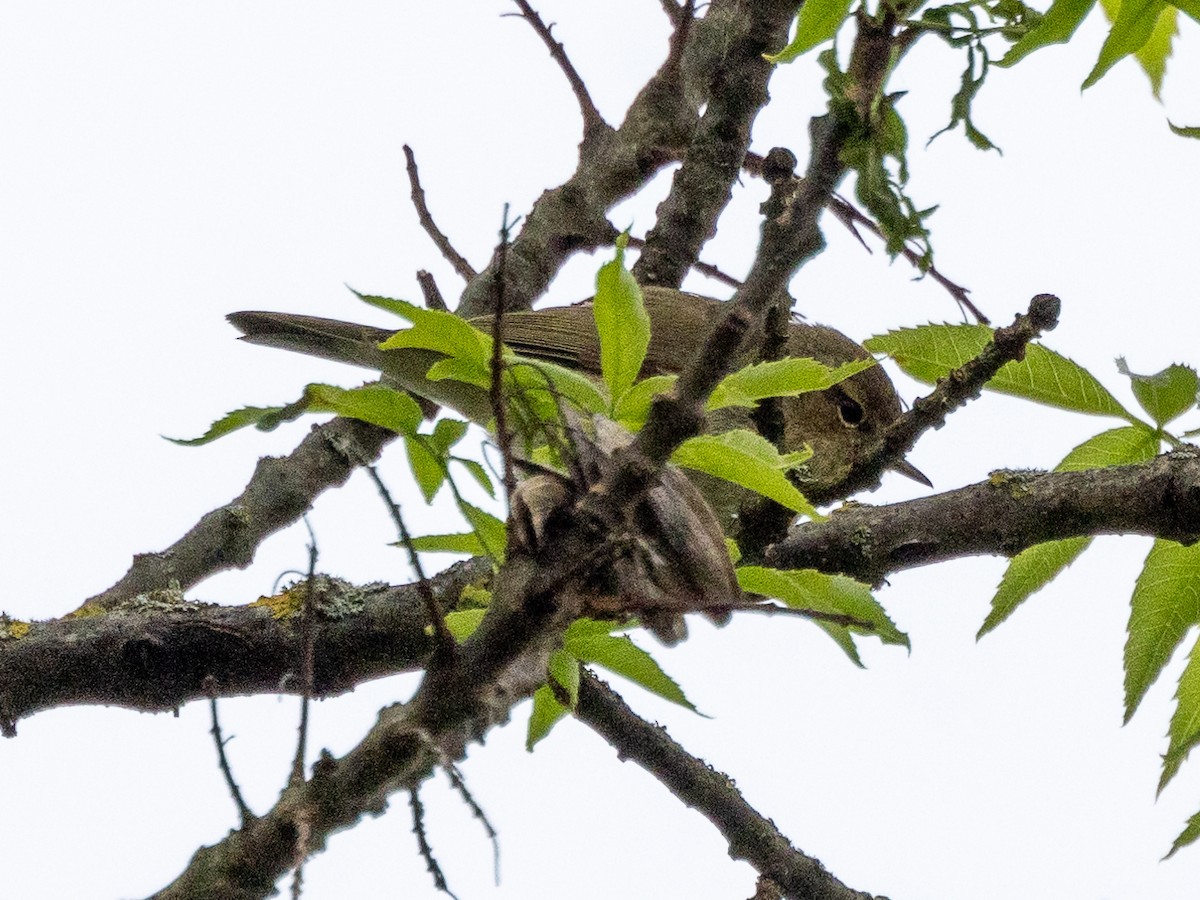 Common Chiffchaff - ML620441513