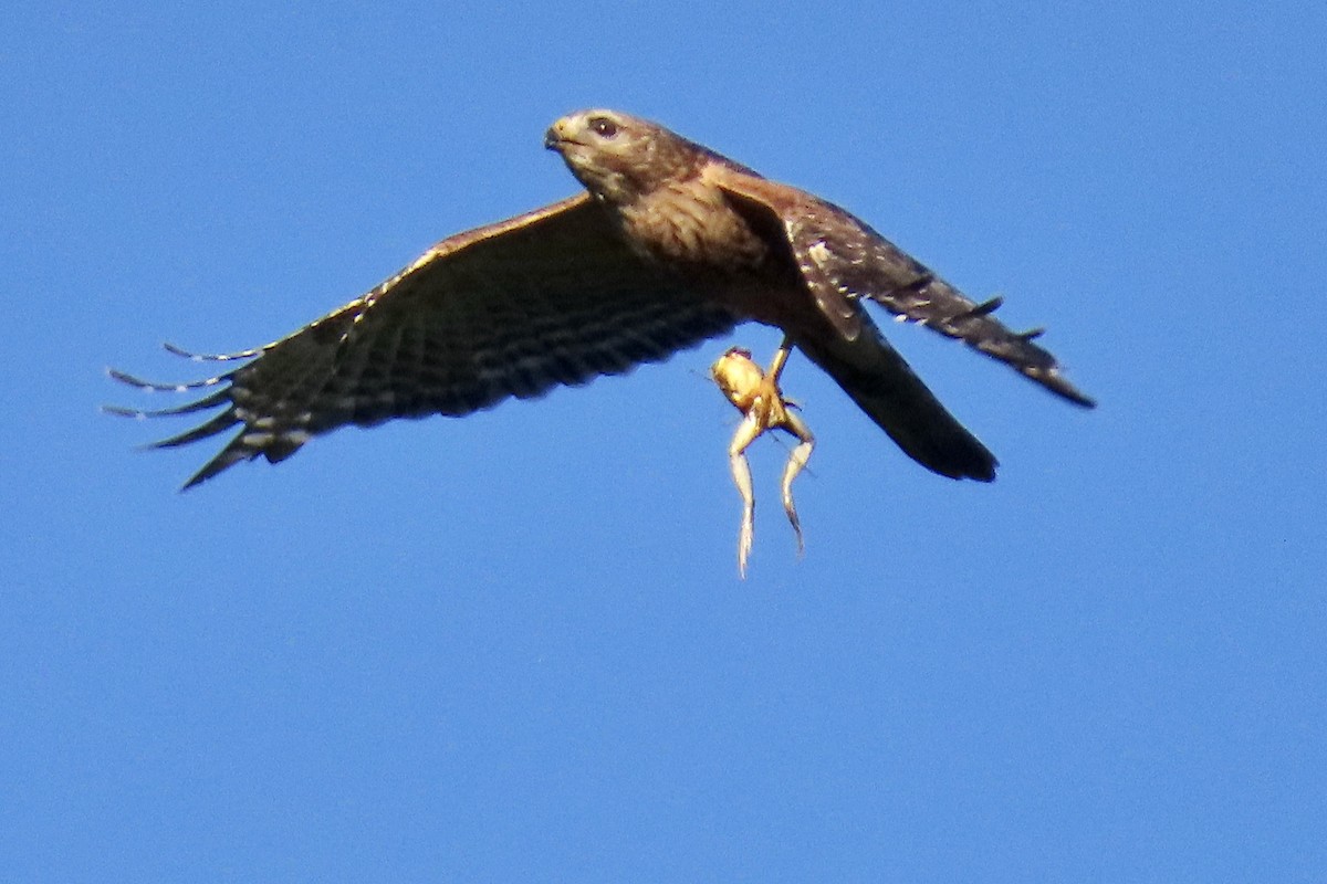 Red-shouldered Hawk - ML620441515