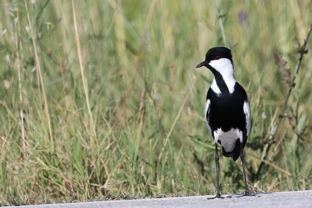 Spur-winged Lapwing - ML620441517