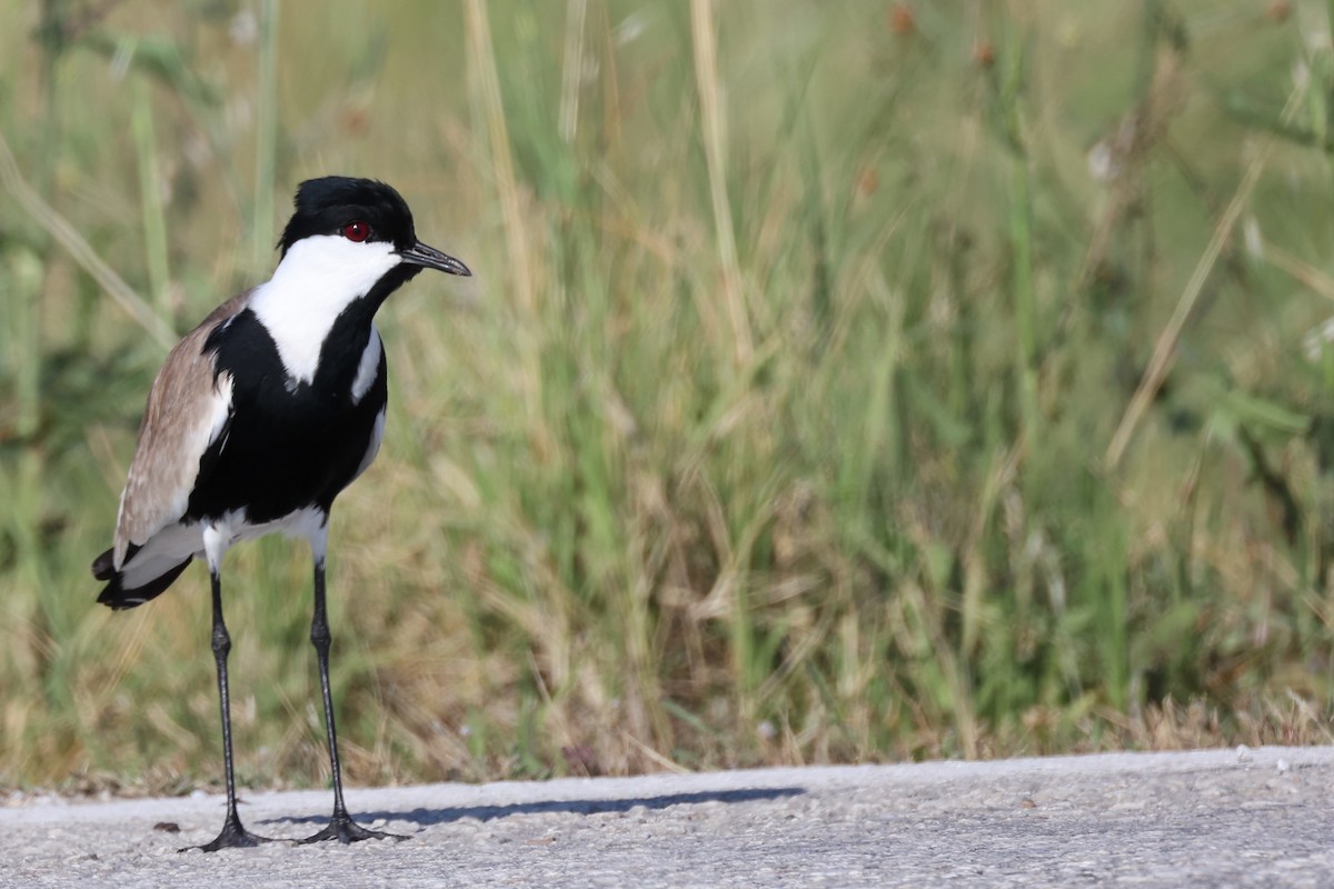 Spur-winged Lapwing - ML620441518