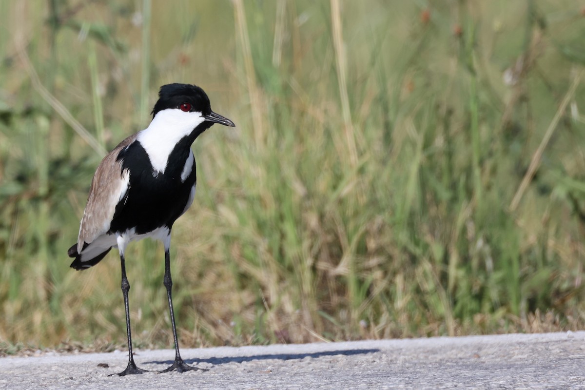 Spur-winged Lapwing - ML620441519