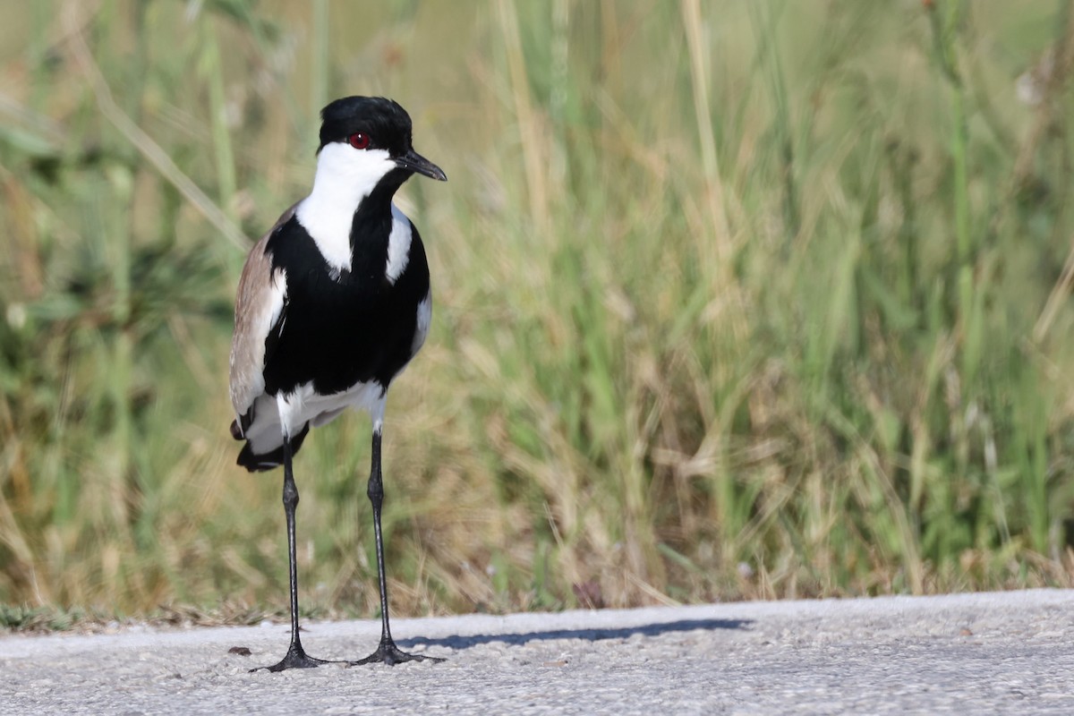 Spur-winged Lapwing - ML620441521