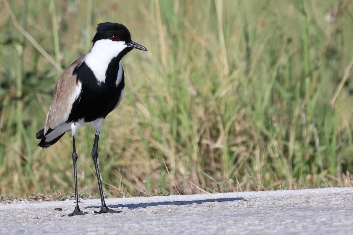 Spur-winged Lapwing - ML620441523