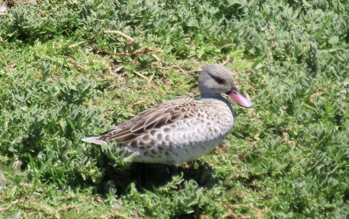 Cape Teal - ML620441524