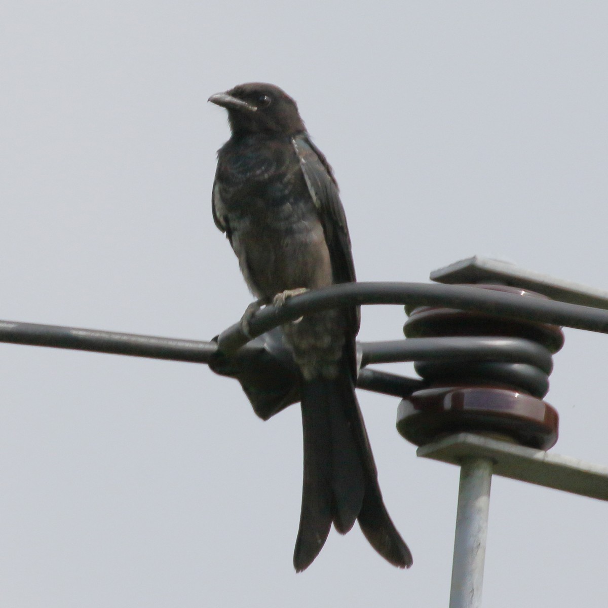 svartdrongo - ML620441529