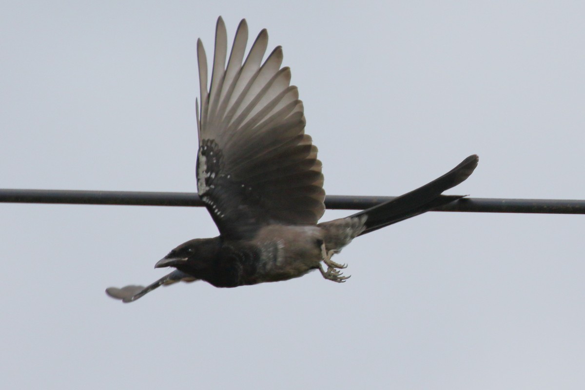 Black Drongo - Paul Anderson