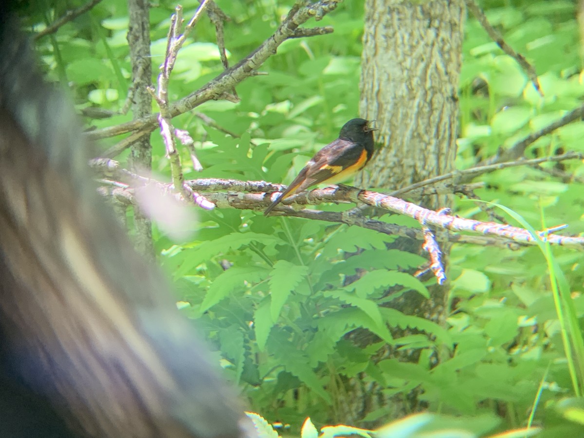 American Redstart - ML620441536