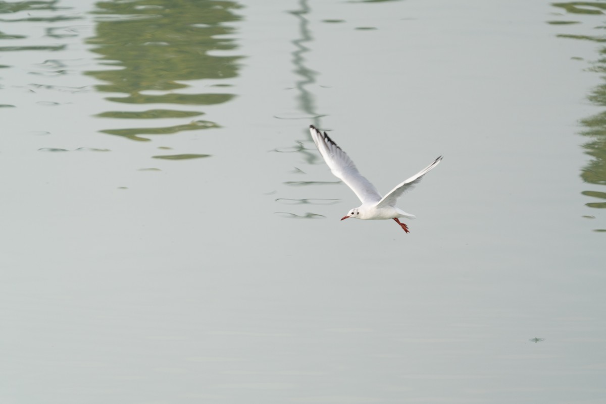 Black-headed Gull - ML620441537