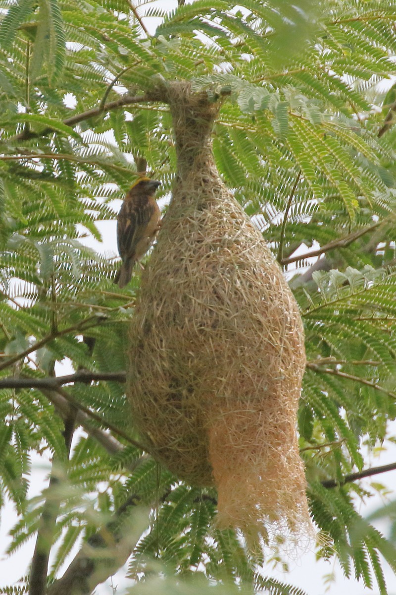 Baya Weaver - ML620441542