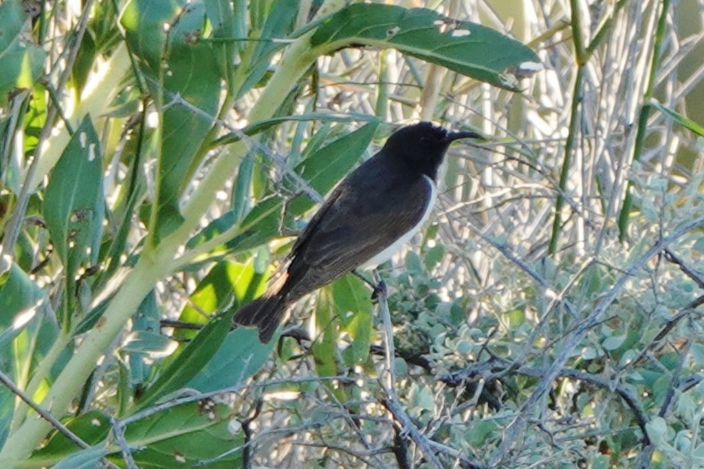 Black Honeyeater - ML620441543