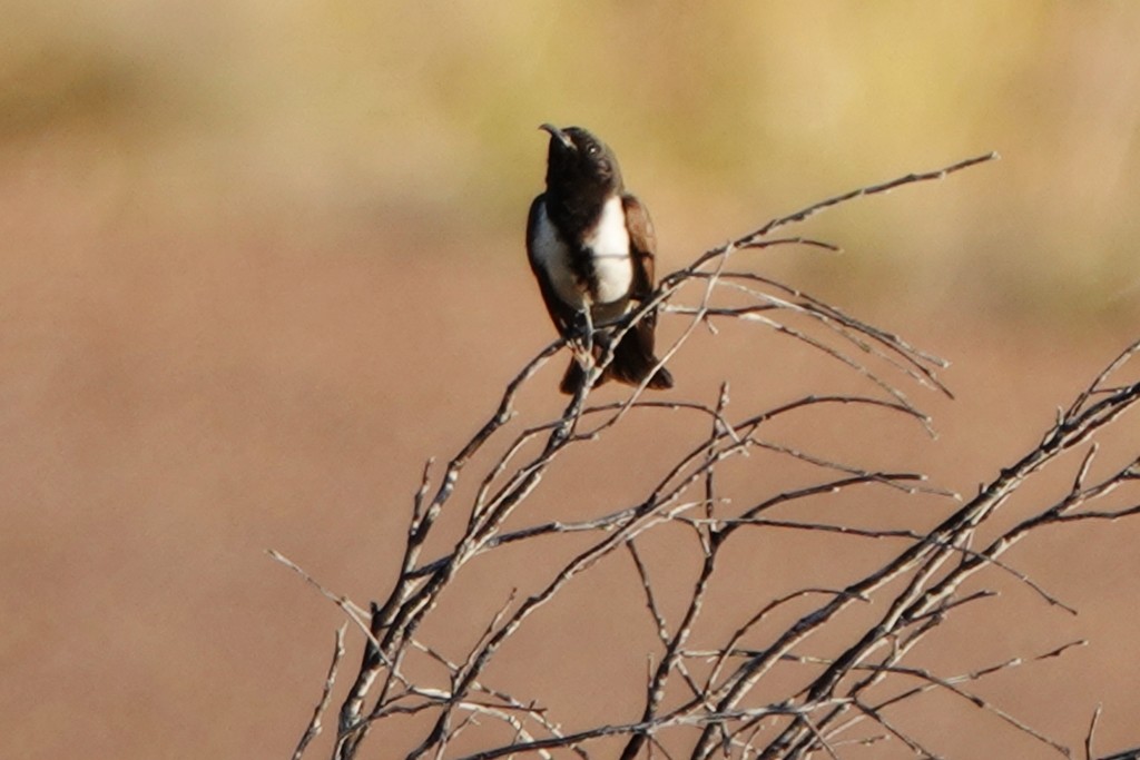 Black Honeyeater - ML620441544