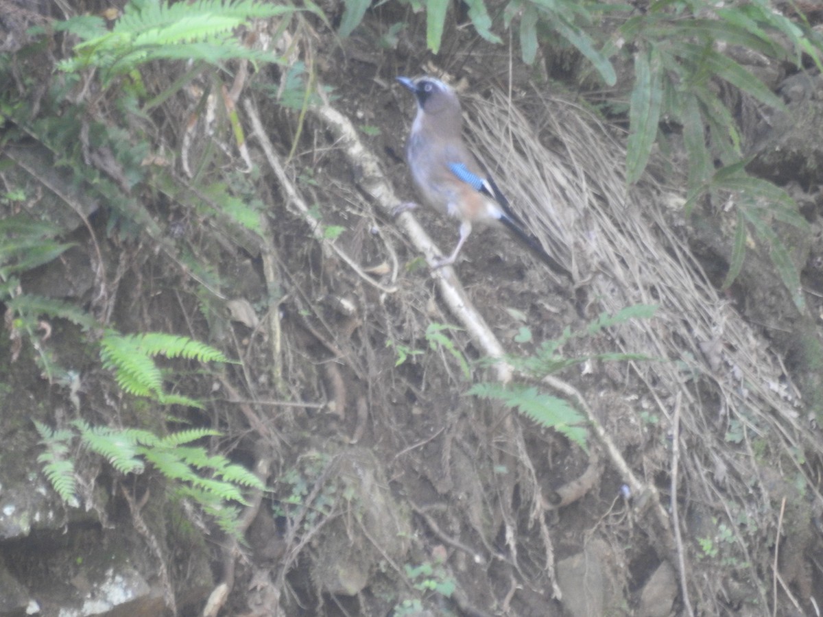 Eurasian Jay - ML620441546