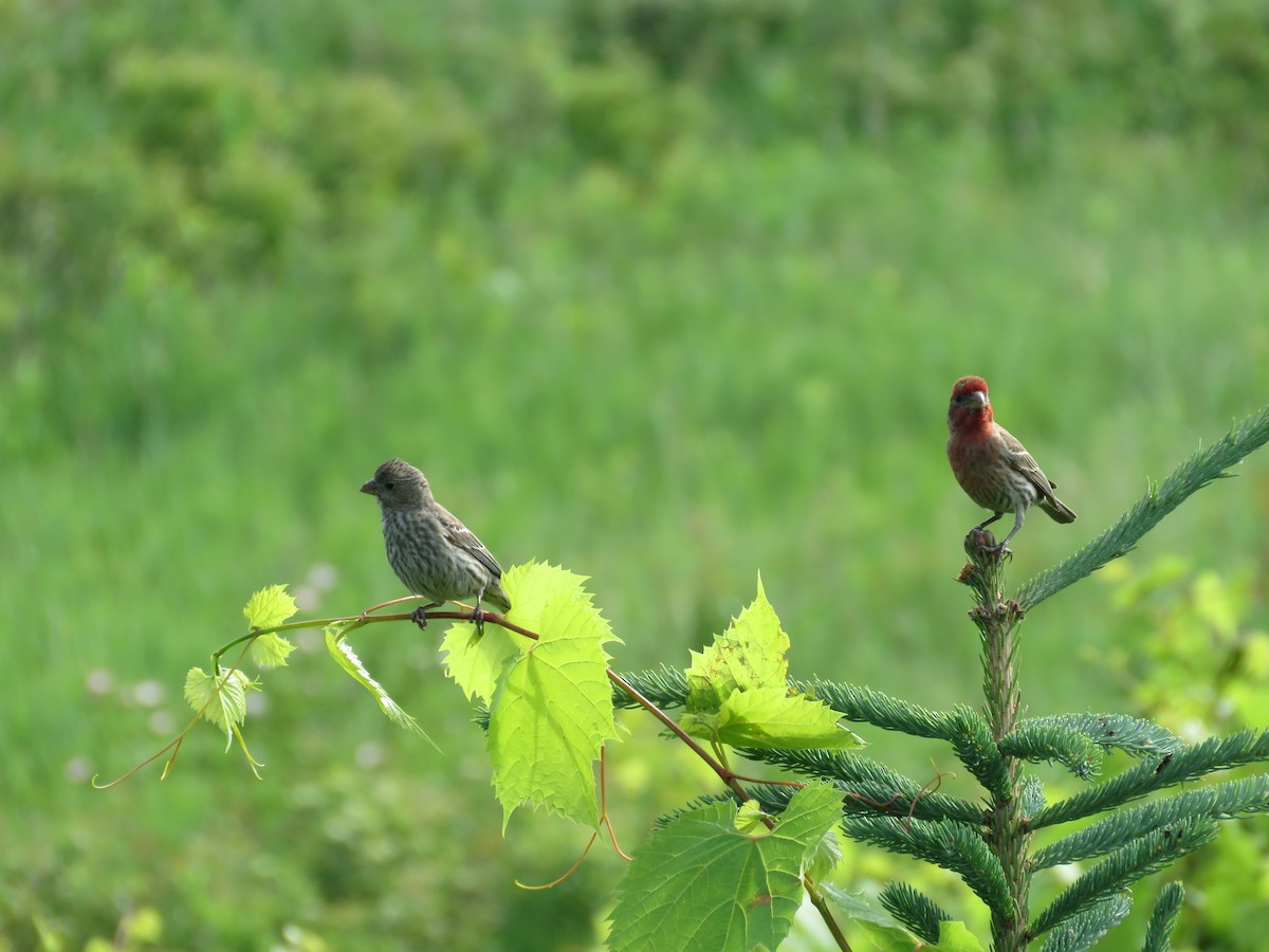 House Finch - ML620441547