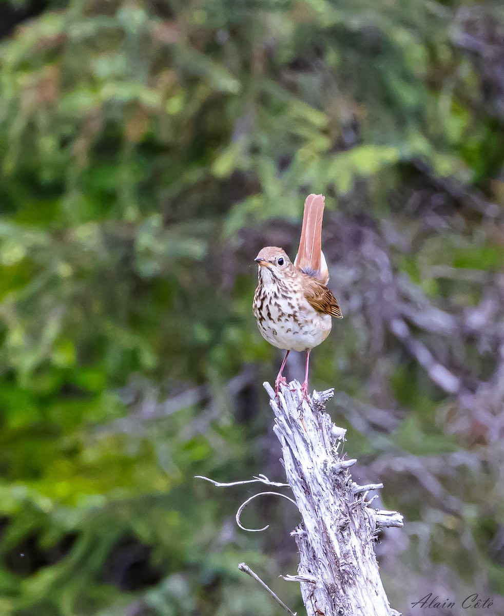 Hermit Thrush - ML620441548