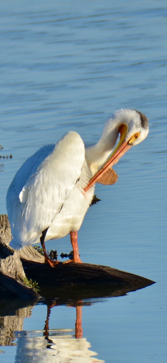 American White Pelican - ML620441551