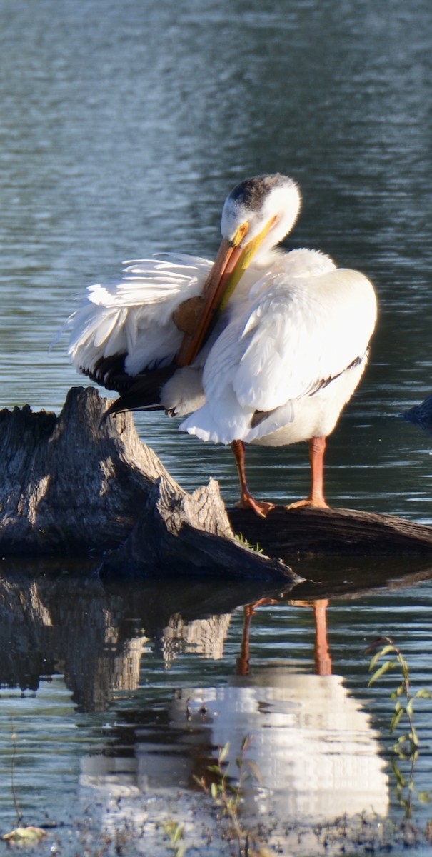 American White Pelican - ML620441552