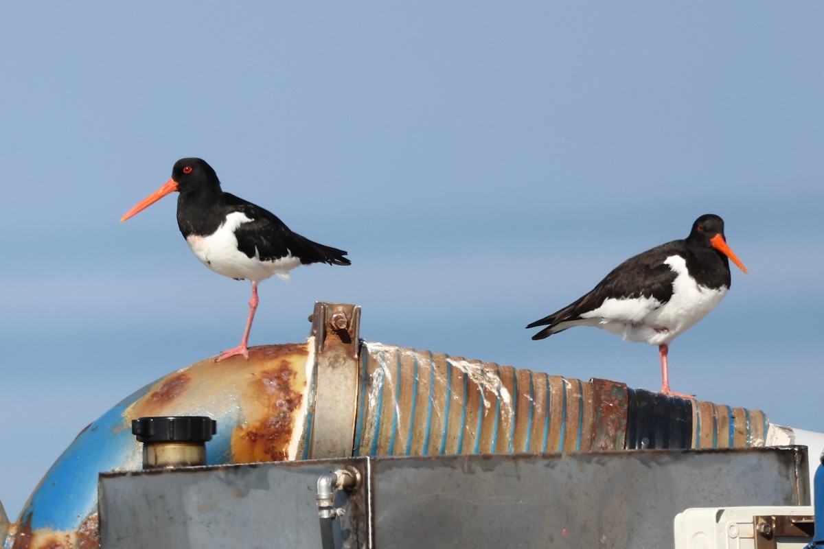 Eurasian Oystercatcher - ML620441553