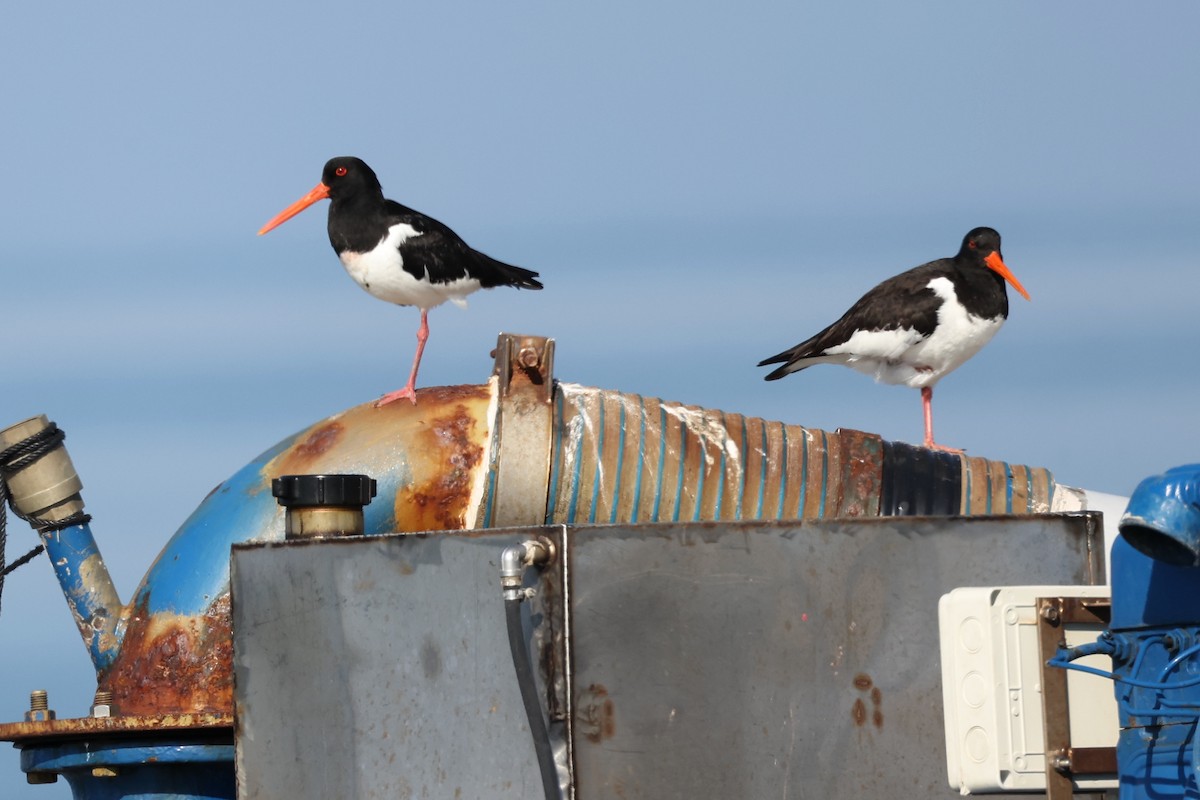 Eurasian Oystercatcher - ML620441554