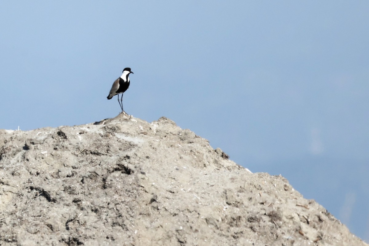 Spur-winged Lapwing - ML620441556