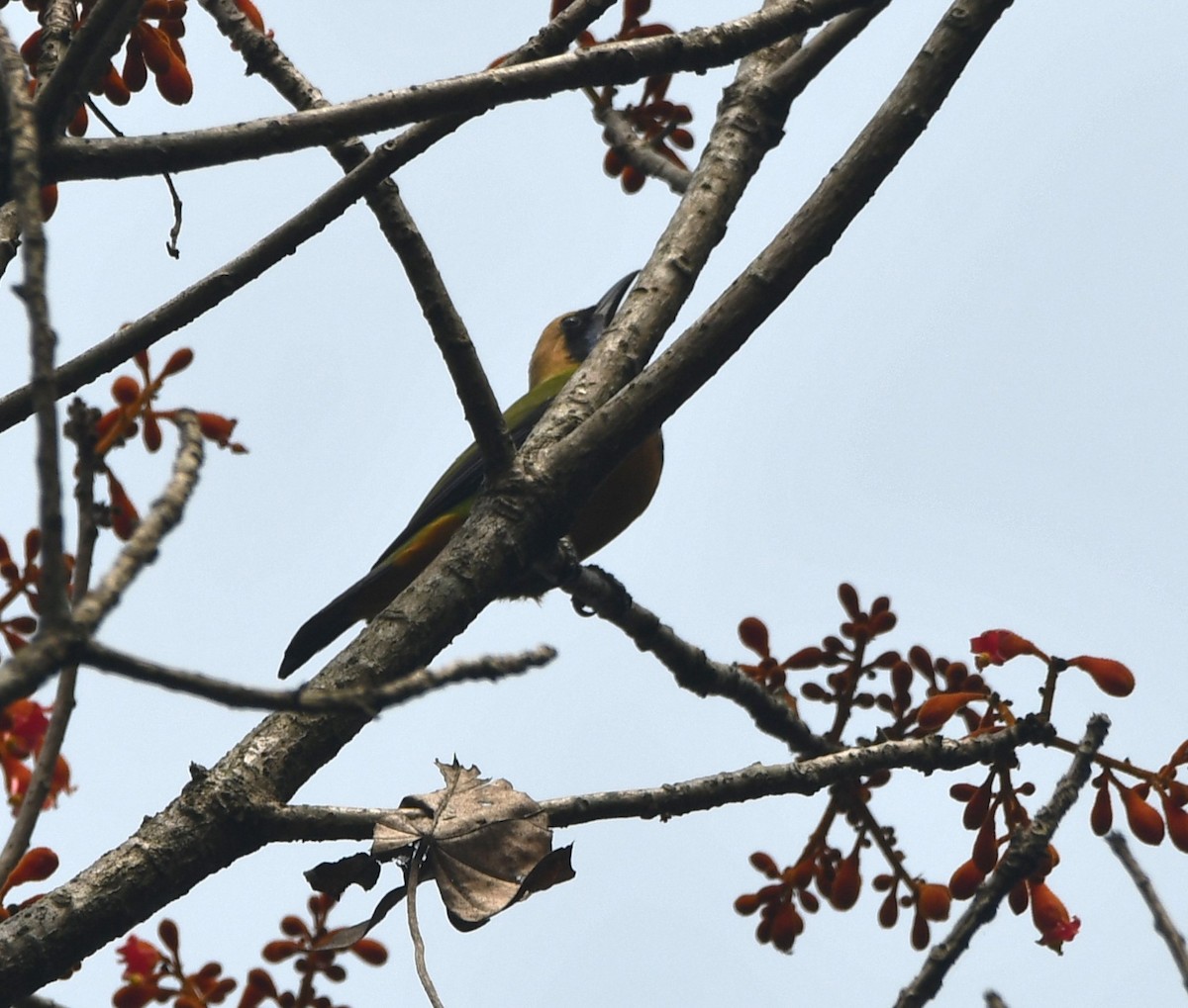 Orange-bellied Leafbird - ML620441557
