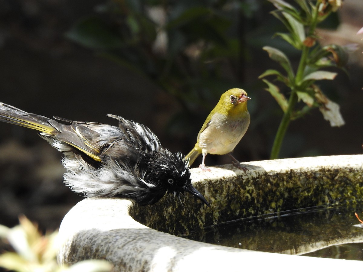 New Holland Honeyeater - ML620441558