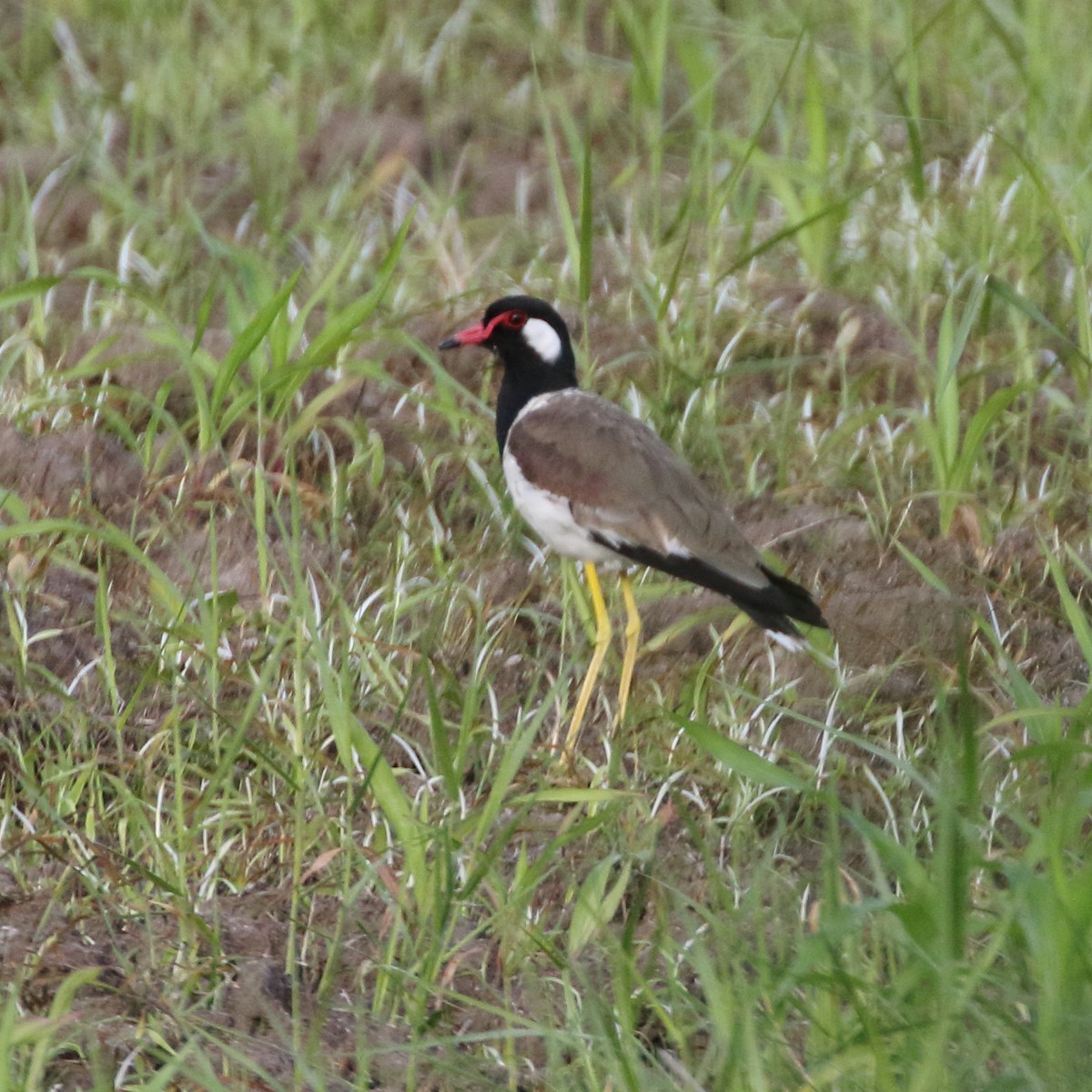 Red-wattled Lapwing - ML620441559