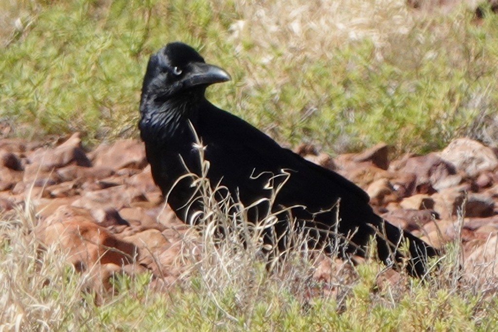 Corbeau du désert - ML620441560