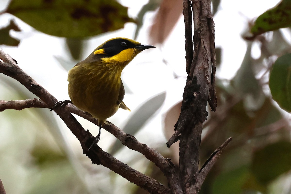 Yellow-tufted Honeyeater - ML620441561