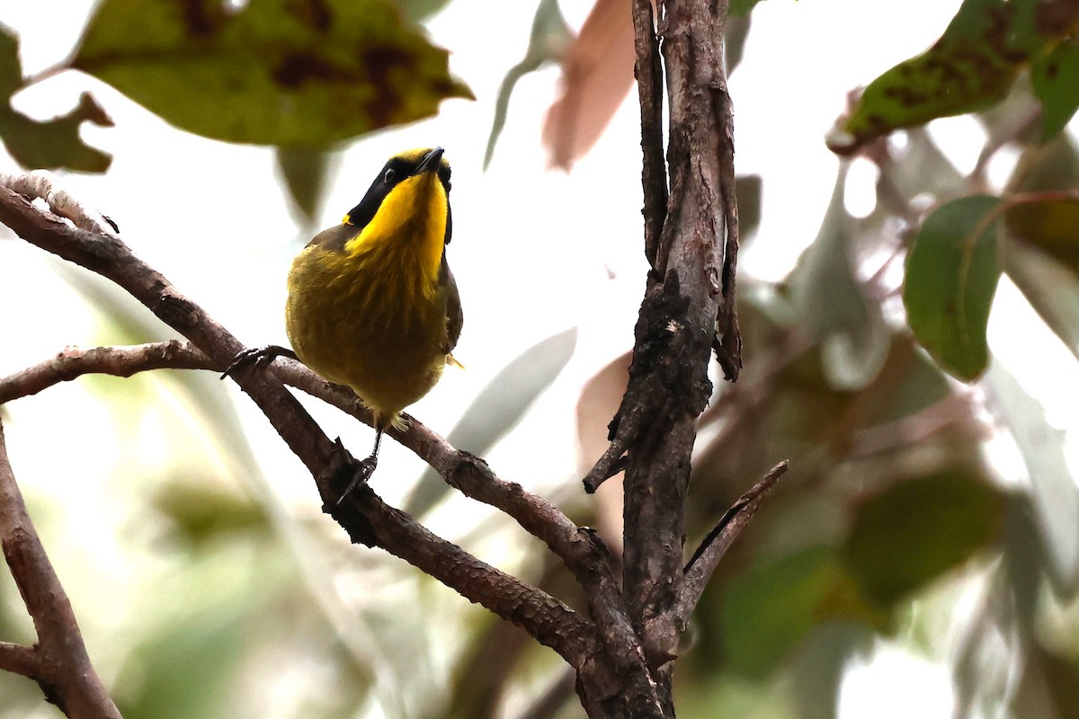 Yellow-tufted Honeyeater - ML620441562