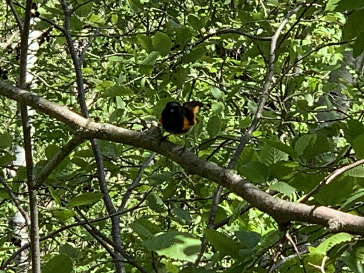 American Redstart - ML620441565