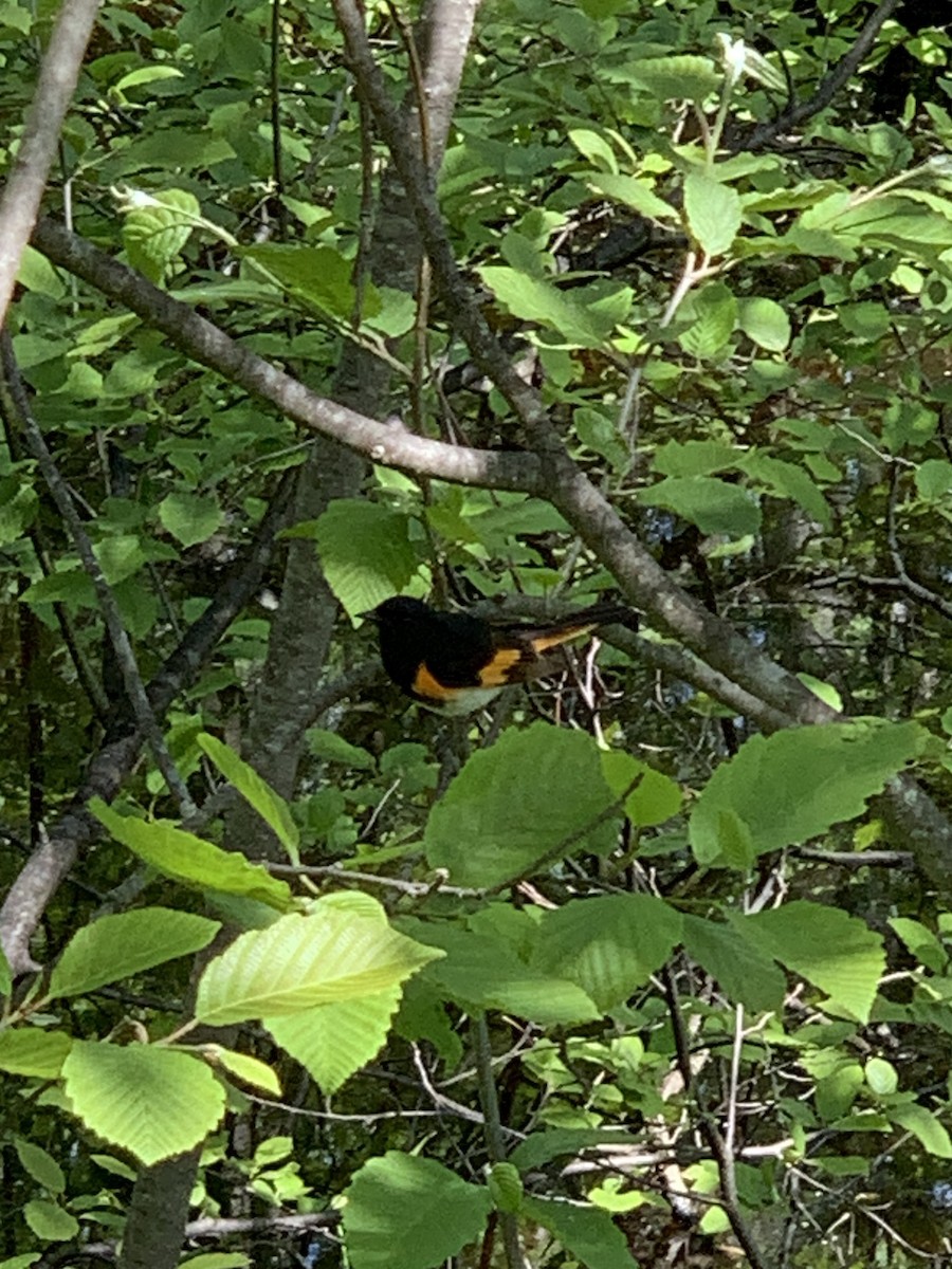 American Redstart - ML620441566