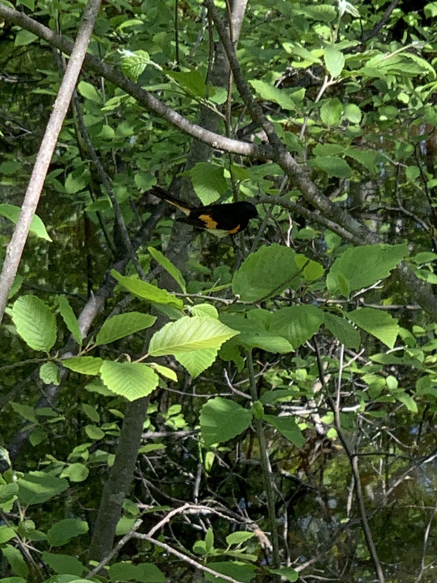 American Redstart - ML620441567