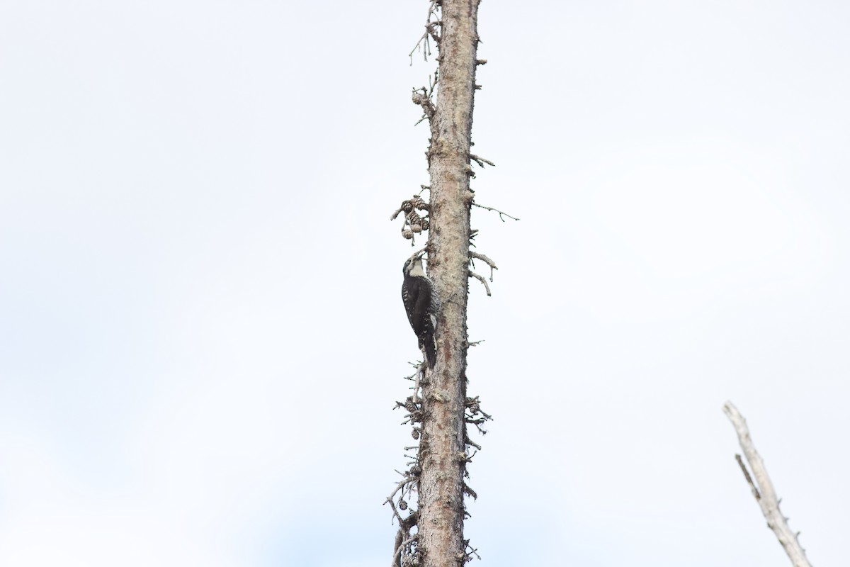 American Three-toed Woodpecker - ML620441572