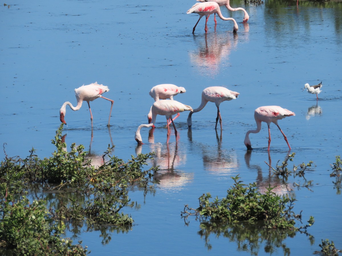 Lesser Flamingo - David Parratt