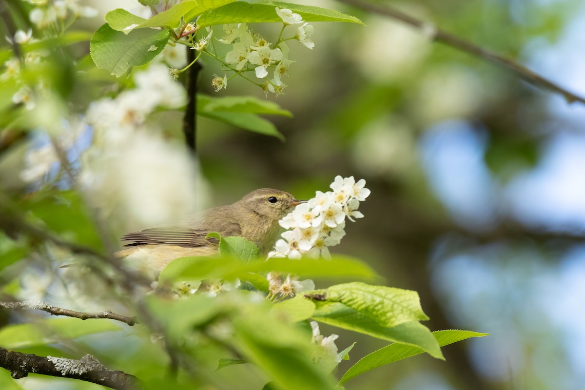 Common Chiffchaff - ML620441584